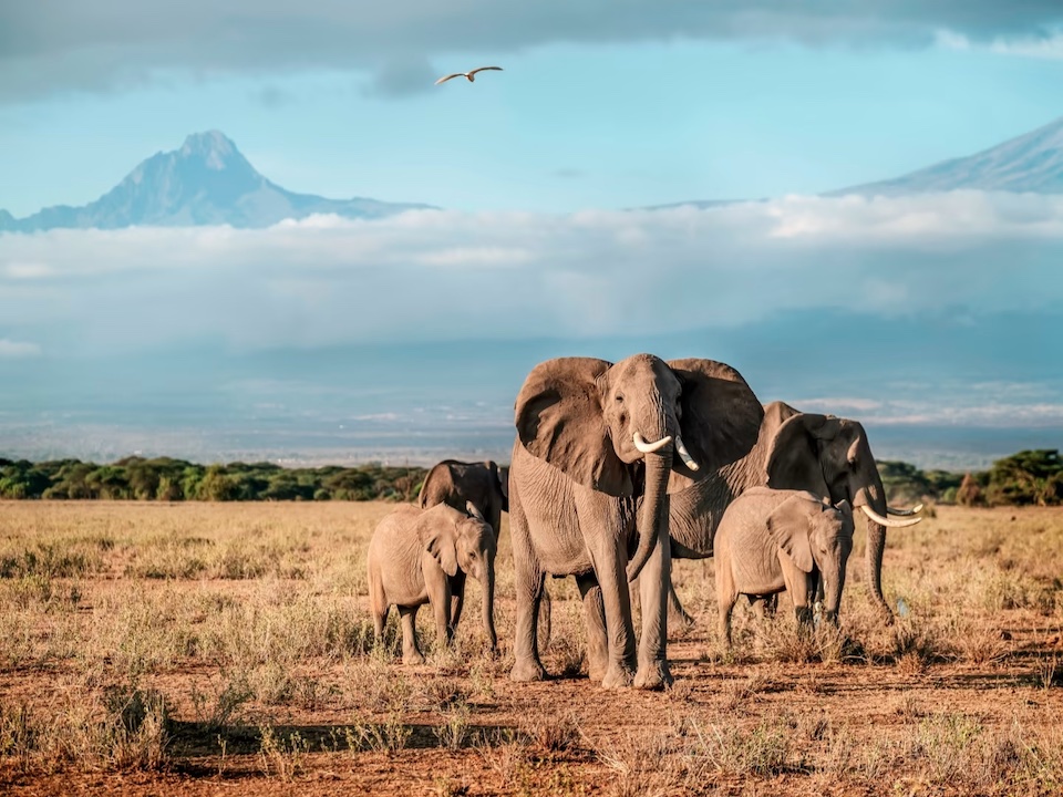 GRAN SAFARI DE KENIA