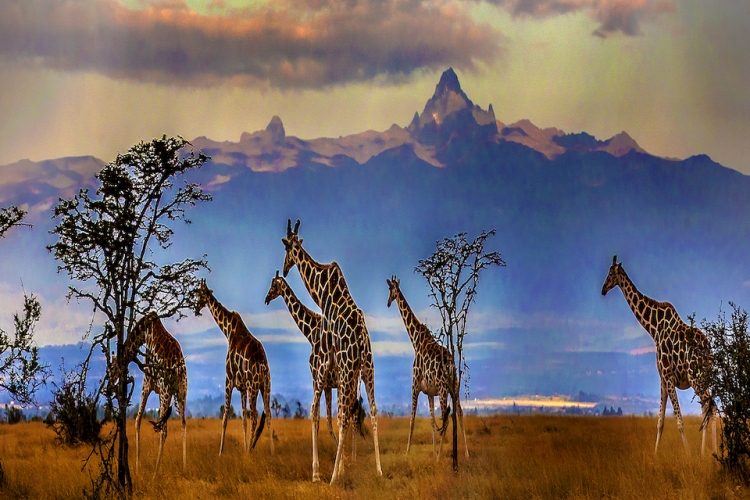 KENIA Y TANZANIA I