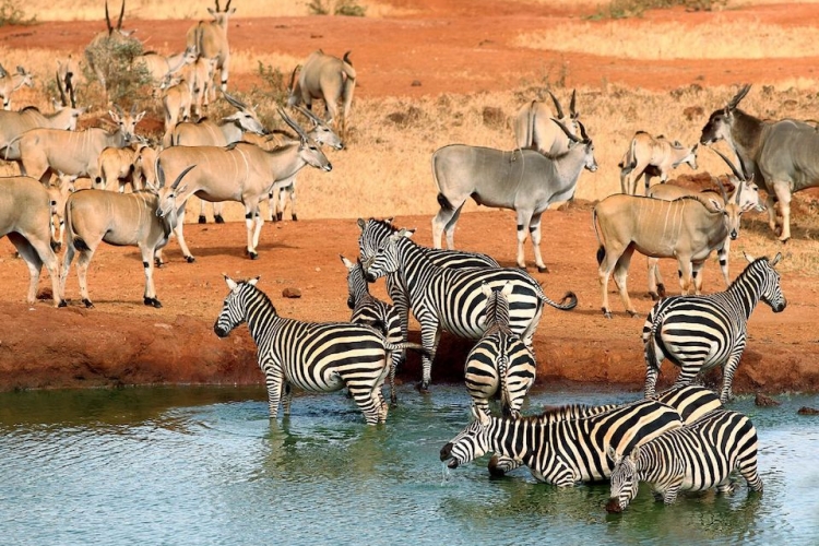 KENIA Y TANZANIA II