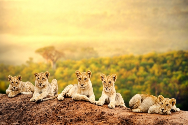 KENIA Y TANZANIA II