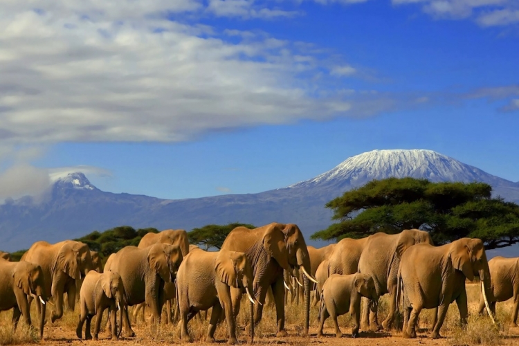 KENIA Y TANZANIA II