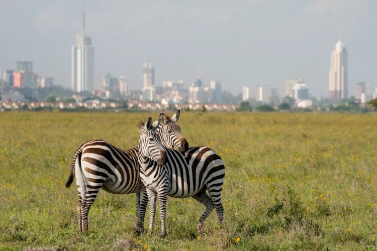 LA GRAN EXPEDICION AFRICANA TANZANIA